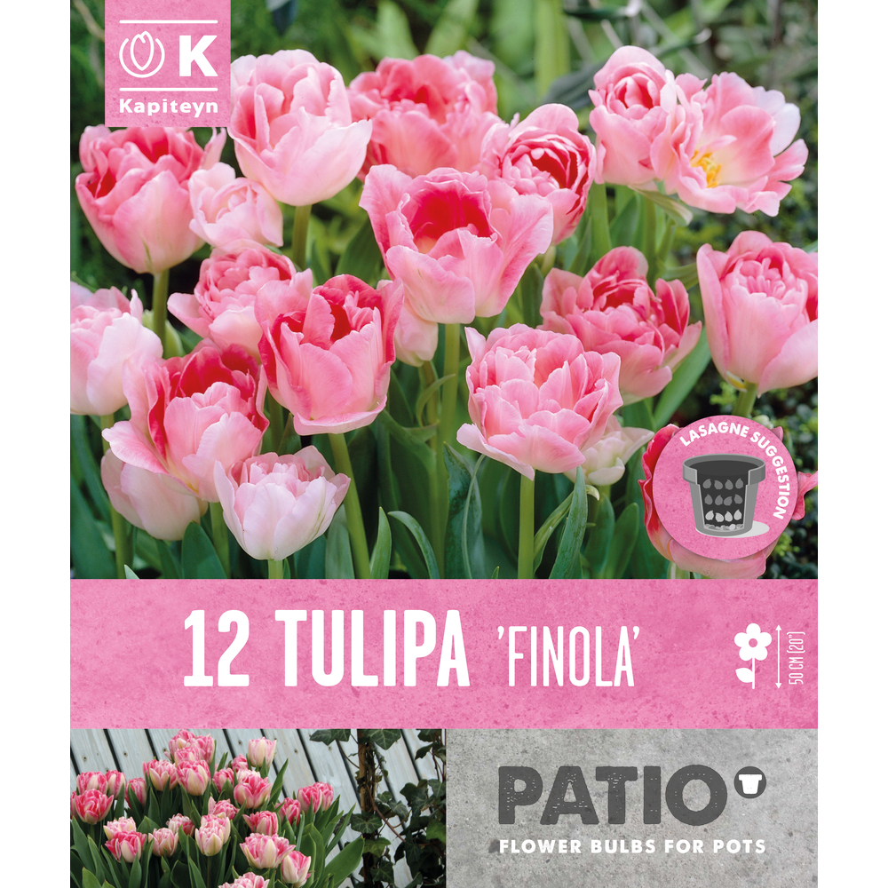 Bulbes de tulipes doubles Late Finola, coloris rose x12