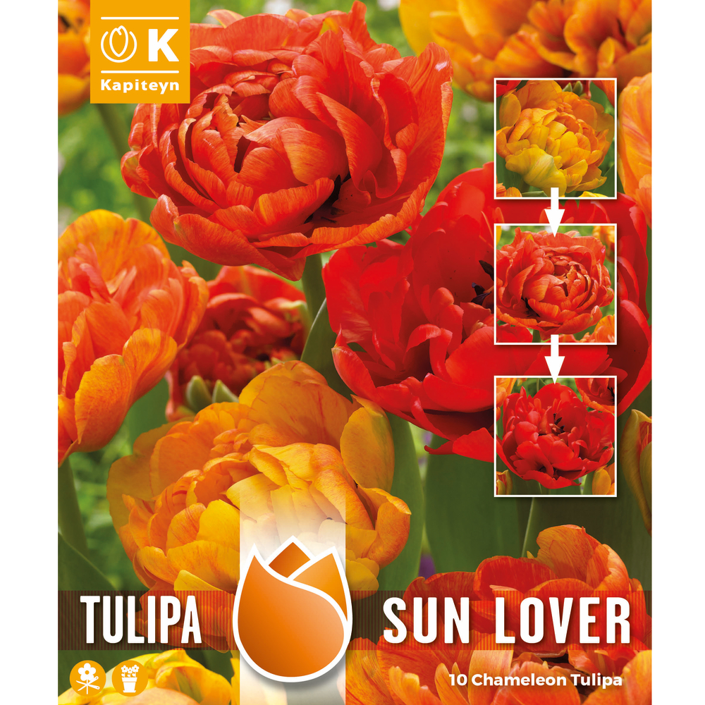 Bulbes de tulipes doubles chaméléon Sun Lover, coloris flamme x10