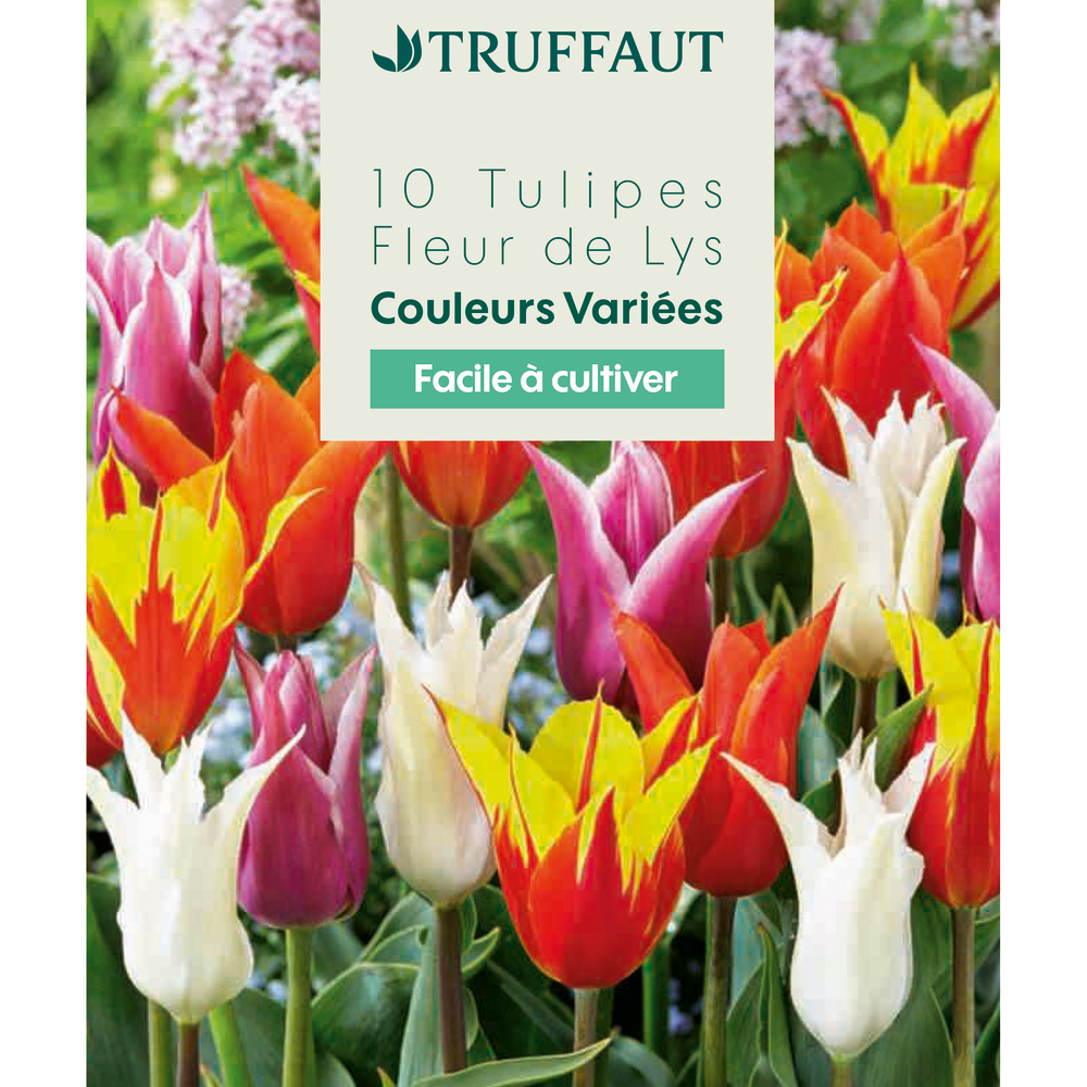 Bulbes de tulipes Fleur de Lys - coloris mixte x10