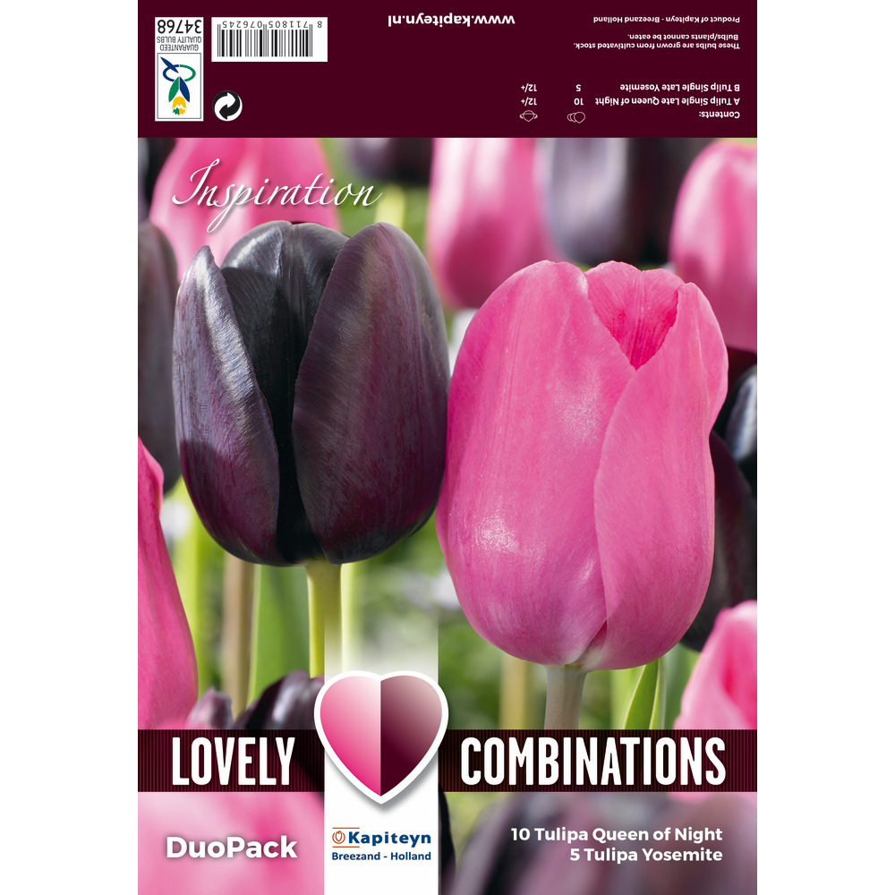 Bulbes de tulipes simples, coloris mixte noir et rose x15