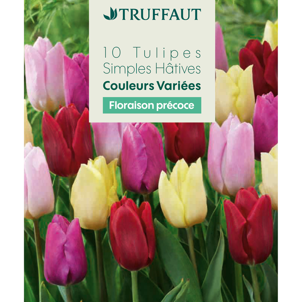 Bulbes de tulipes simples hâtives - coloris mixte x10 