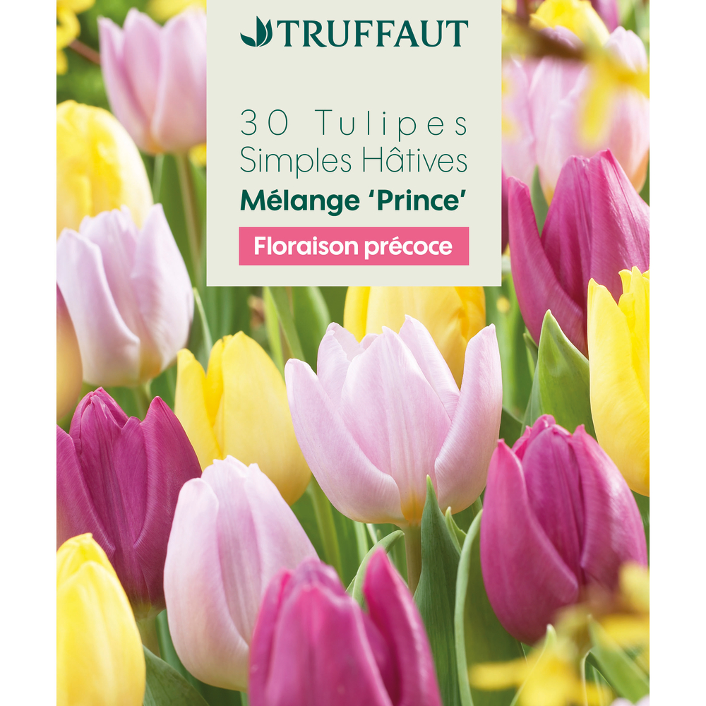 Bulbes de tulipes simples hâtives - coloris mixte x30