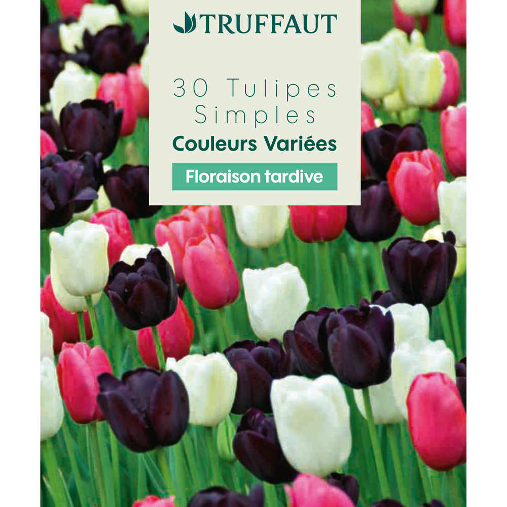 Bulbes de tulipes simples - coloris mixte x30