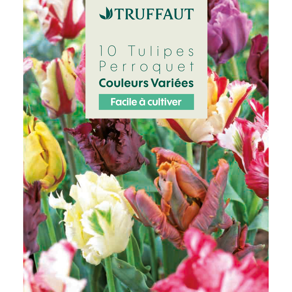 Bulbes de tulipes Perroquet - coloris mixte x10