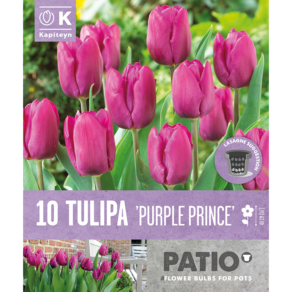 Bulbes de tulipes Prince Purple, coloris rose x10
