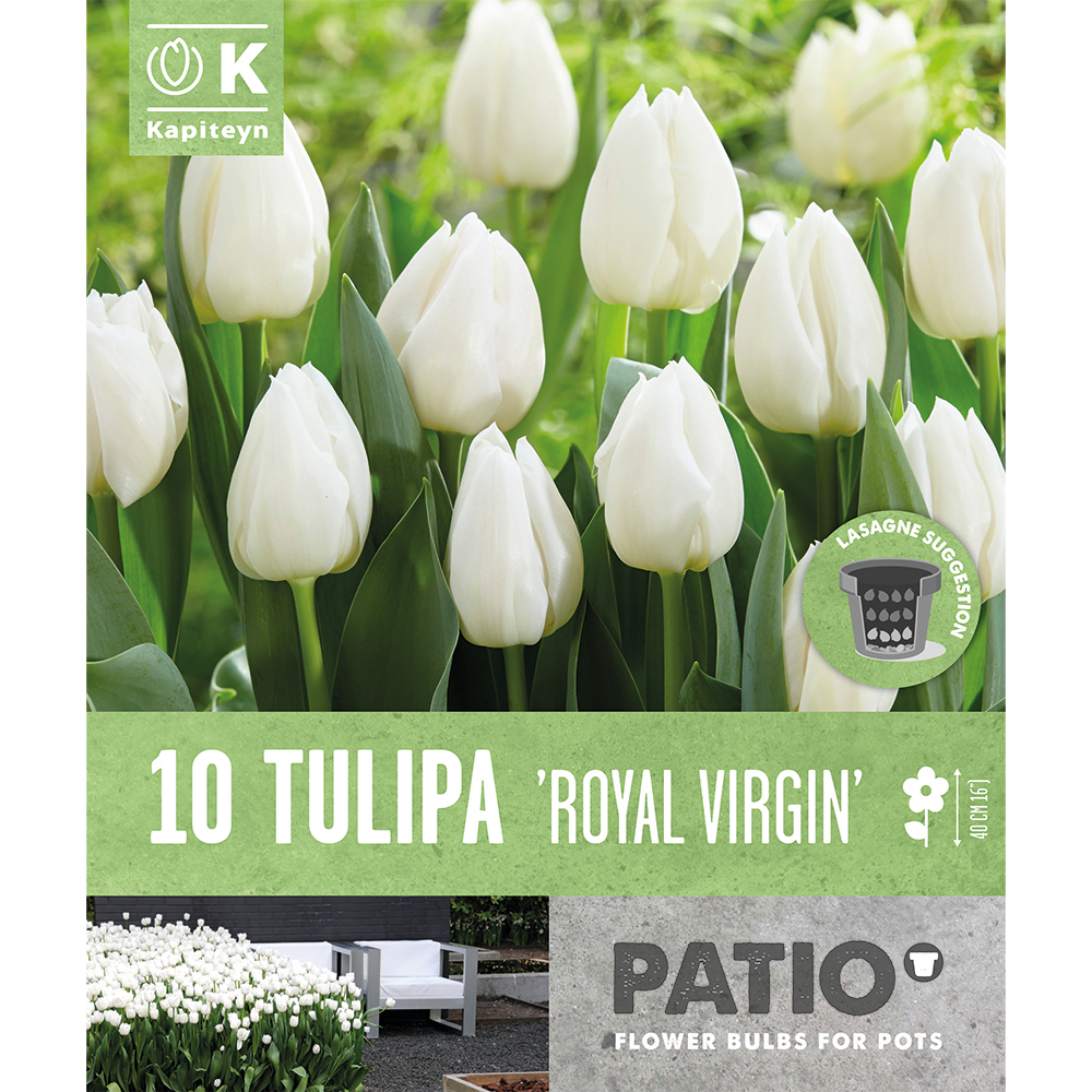 Bulbes de tulipes Royal Virgin, coloris blanc x10