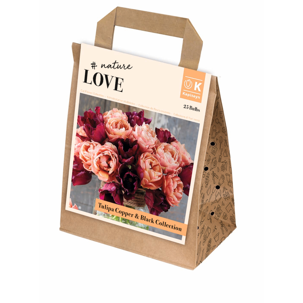 Bulbes de tulipes Copper & Black Collection - coloris mixte x25