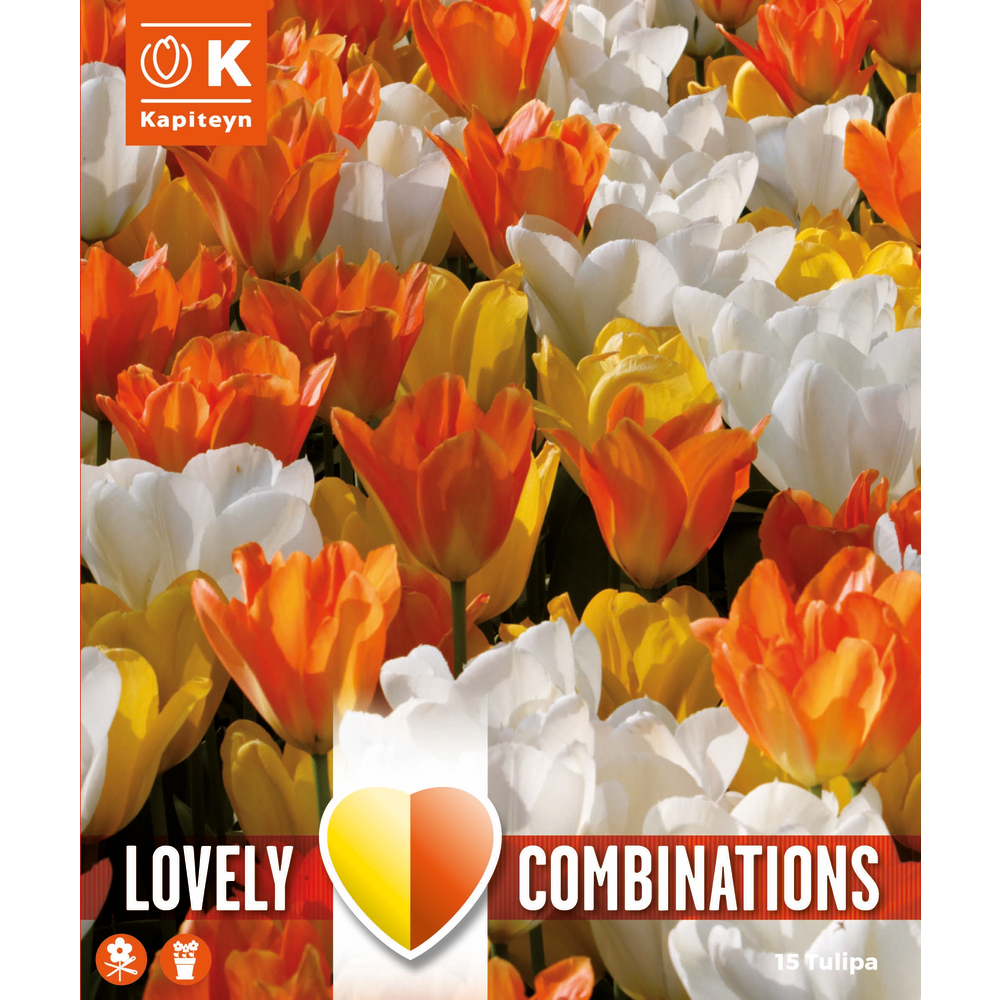 Bulbes de tulipes, coloris assortis blanc, jaune et orange x15