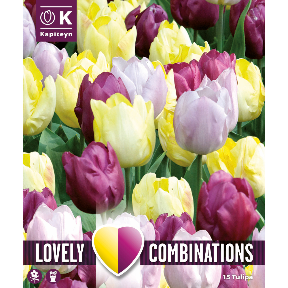 Bulbes de tulipes, coloris assortis jaune, pourpre et lilac x15
