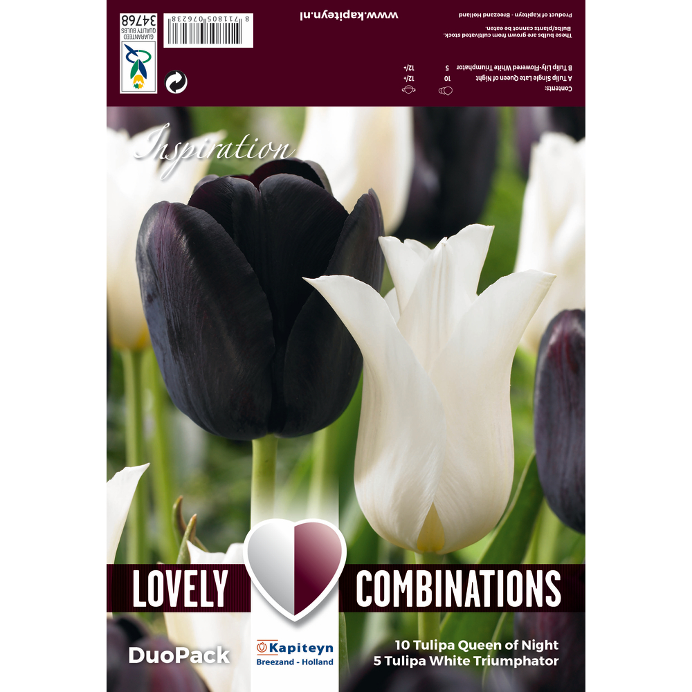 Bulbes de tulipes, coloris mixte noir et blanc x15