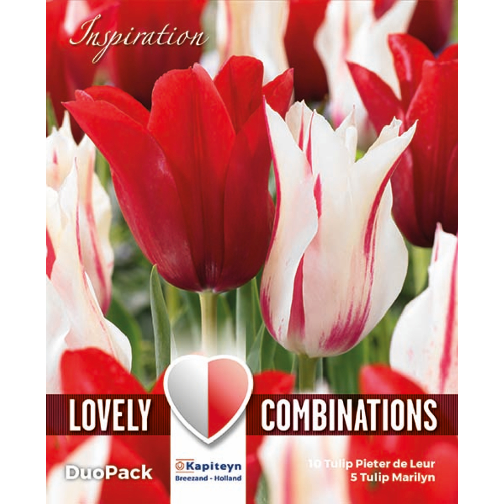 Bulbes de tulipes, coloris mixte rouge et blanc x15