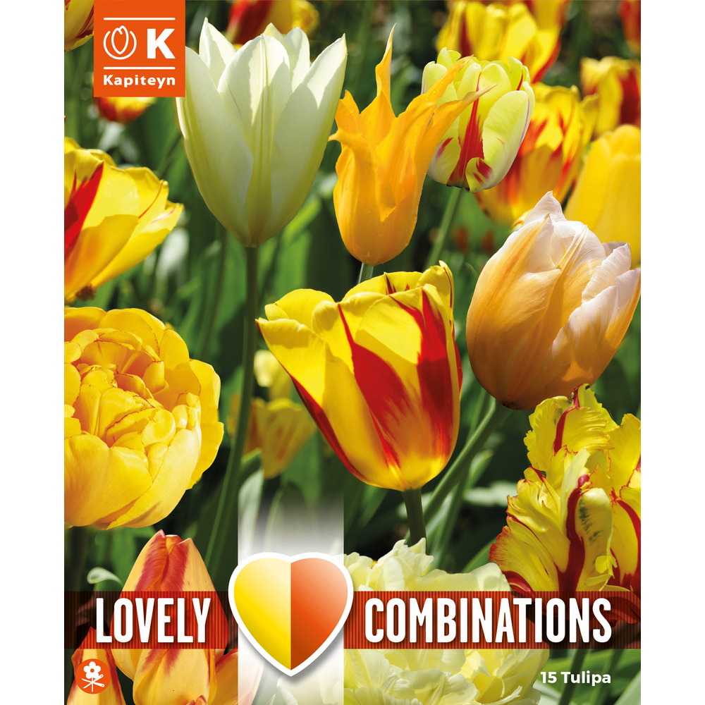 Bulbes de tulipes Sunny Delight, assortiment de variétés jaunes x15