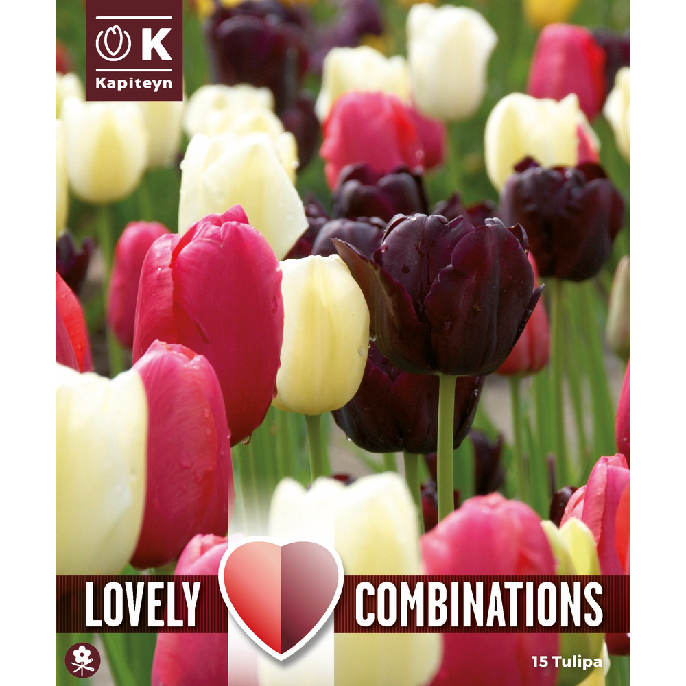 Bulbes de tulipes, coloris assortis noir, rose et blanc x15