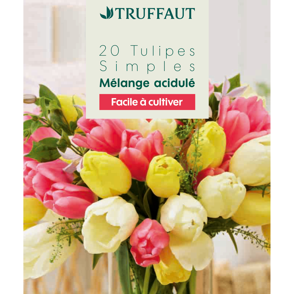 Bulbes de tulipes simples - coloris mixte x20