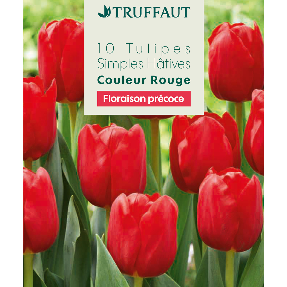 Bulbes de tulipes simples hâtives - coloris rouge x10