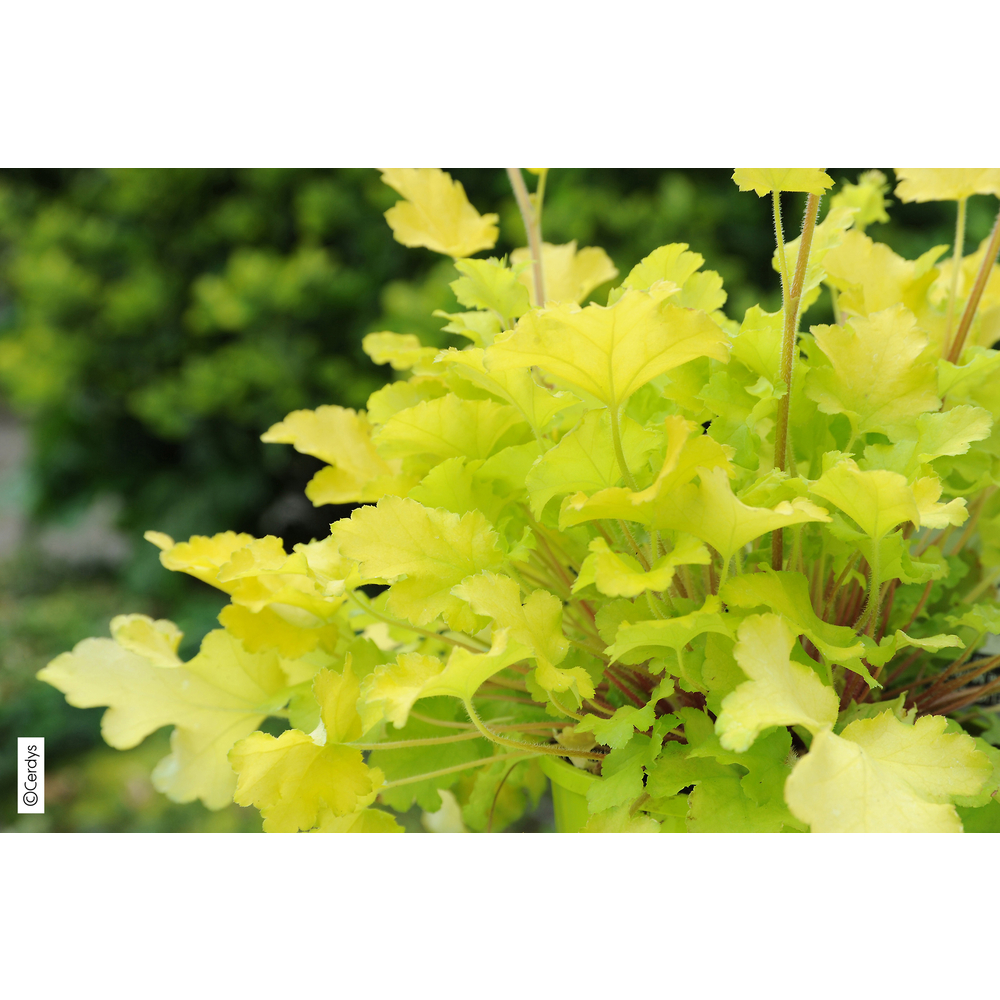 Heuchère : pot D.12cm