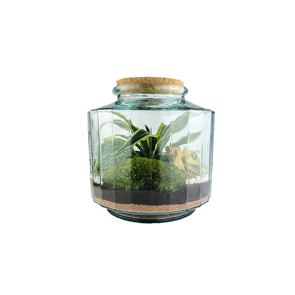 Terrarium 'Napoli' M : D.23cm - H.25cm