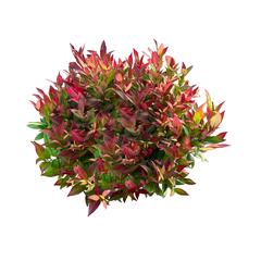 Leucothoe scarletta® 'Zeblid' : pot D.23cm/ 5L
