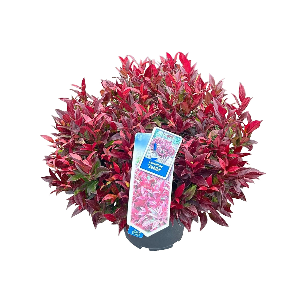 Leucothoe scarletta® 'Zeblid' : pot D.23cm/ 5L