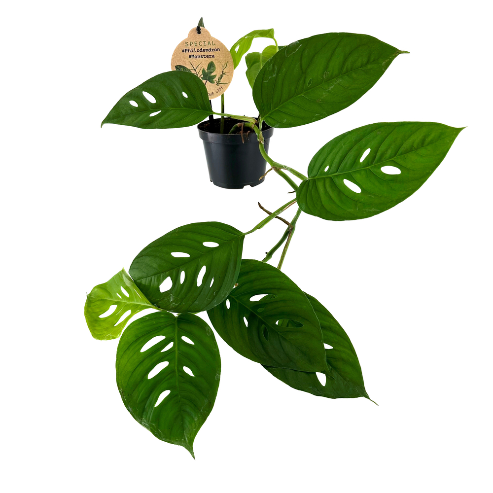 Monstera acuminata : pot D.12cm
