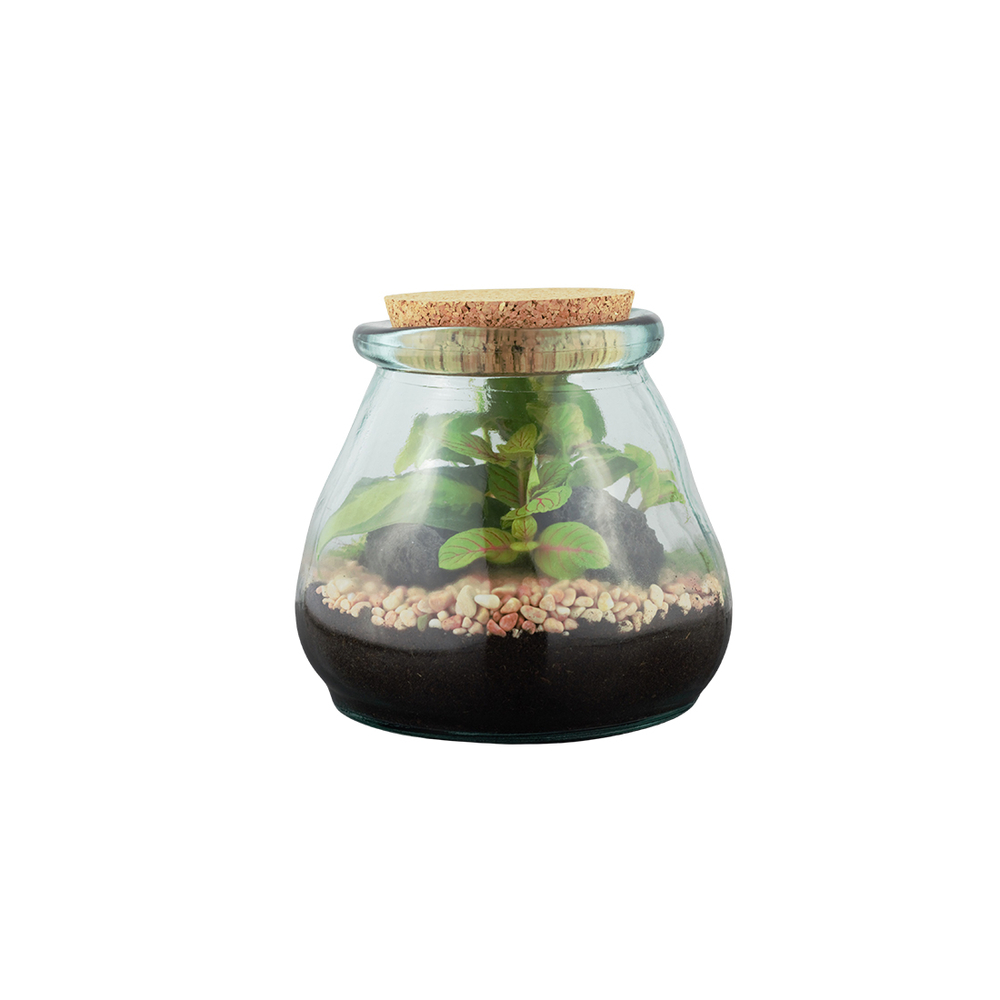 Terrarium 'Bila Uso' S : D.12cm - H.12cm