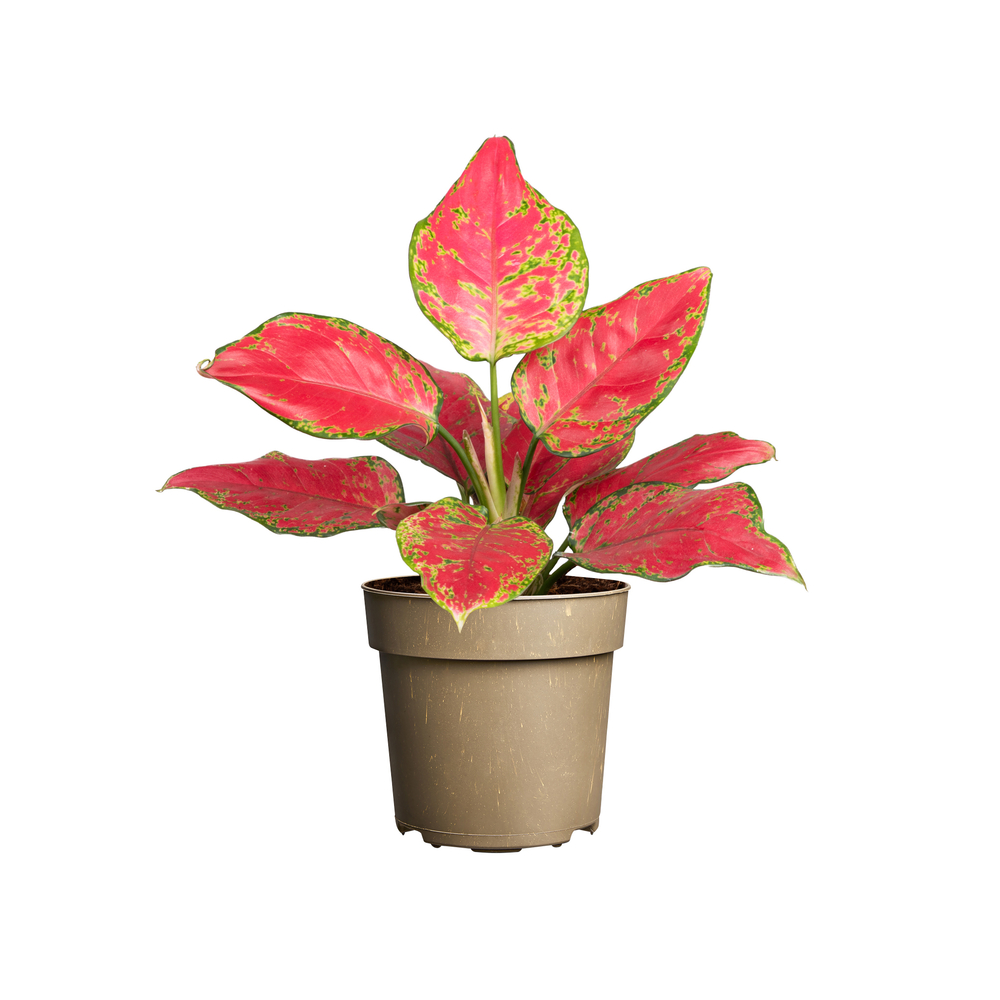 Aglaonema 'Pinky Promise' : pot D.11cm