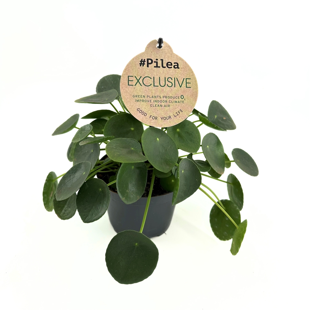 Pilea peperomioides : pot D.12cm