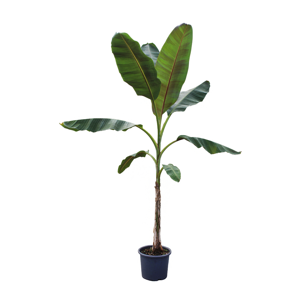 Musa 'Mekong Giant' : pot 15L