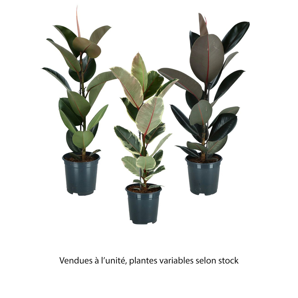 Ficus Elastica mix : pot D.21cm