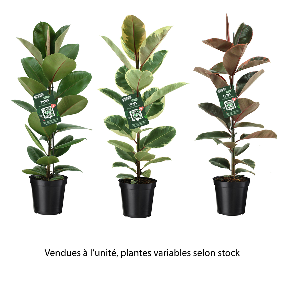 Ficus Elastica mix : pot D.21cm