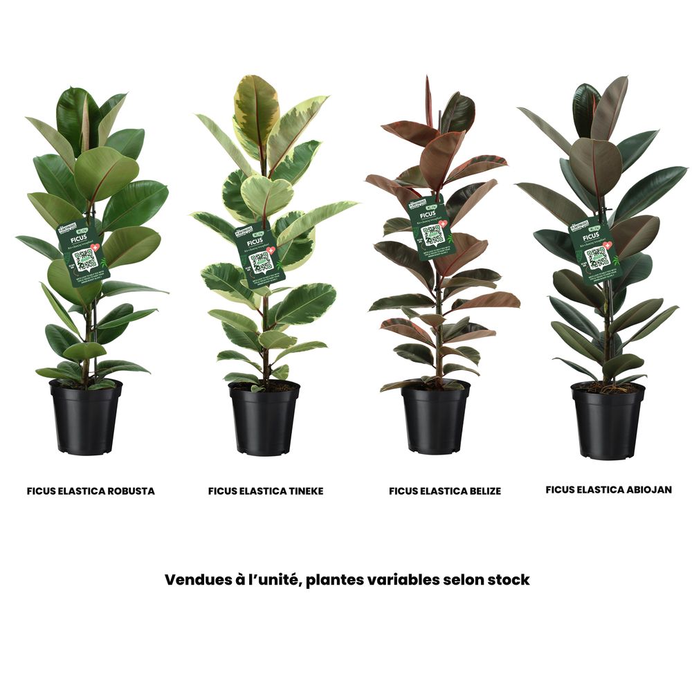 Ficus Elastica, variétés variables : pot D.21cm
