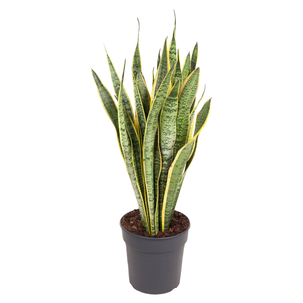 Sanseveria Trisfasciata : pot D.24cm