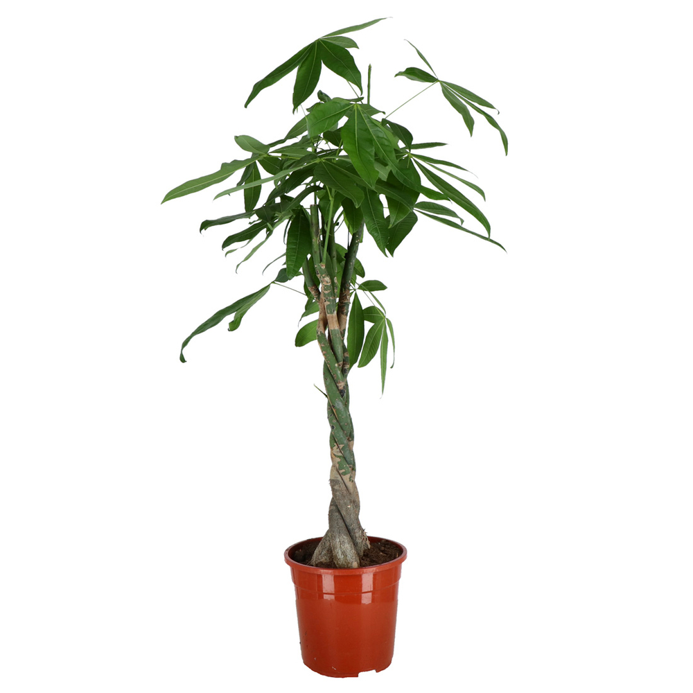 Pachira 'Aqua' tressé : pot D.24cm