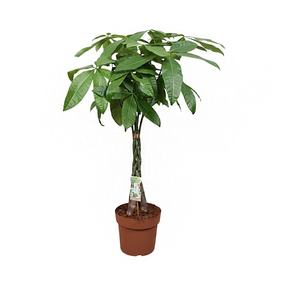 Pachira 'Aqua' tressé : pot D.24cm