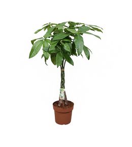 Pachira 'Aqua' tressé : pot D.24cm