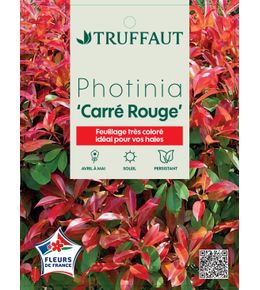 Photinia 'Carré Rouge' : pot 15L