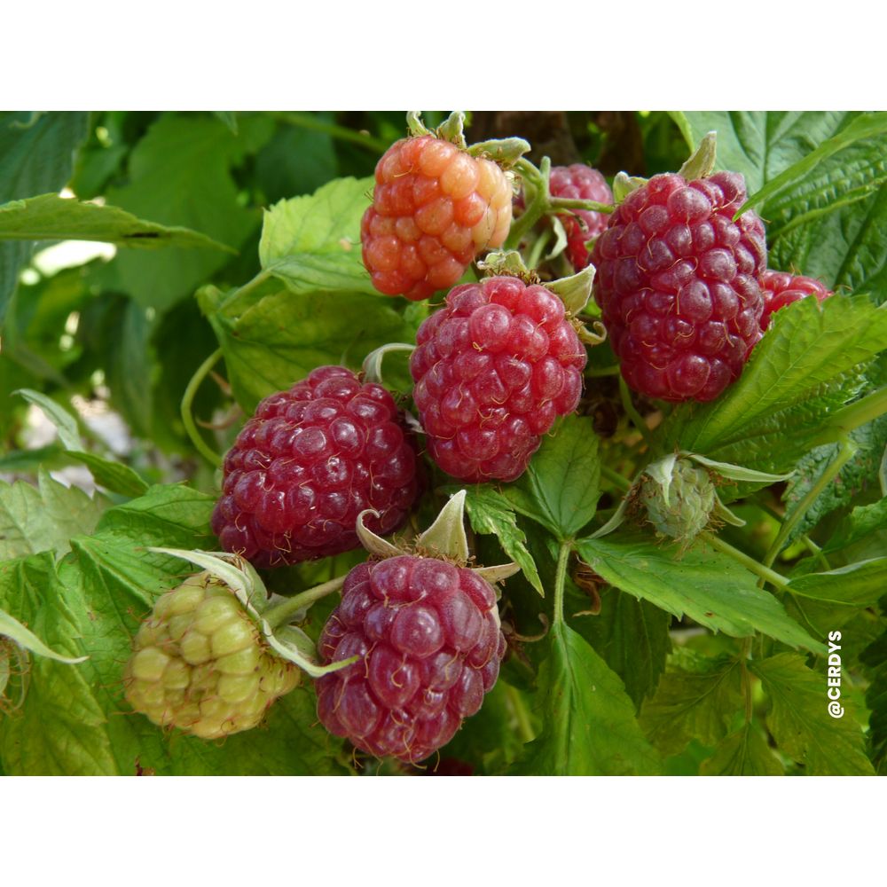 Framboisier 'Happystar®' AB : pot 1,5L