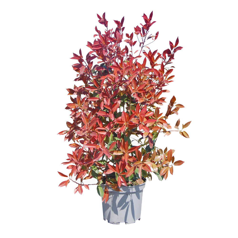 Photinia 'Red Robin' : pot 10L