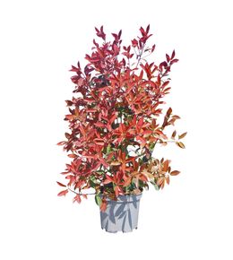 Photinia 'Red Robin' : pot 10L