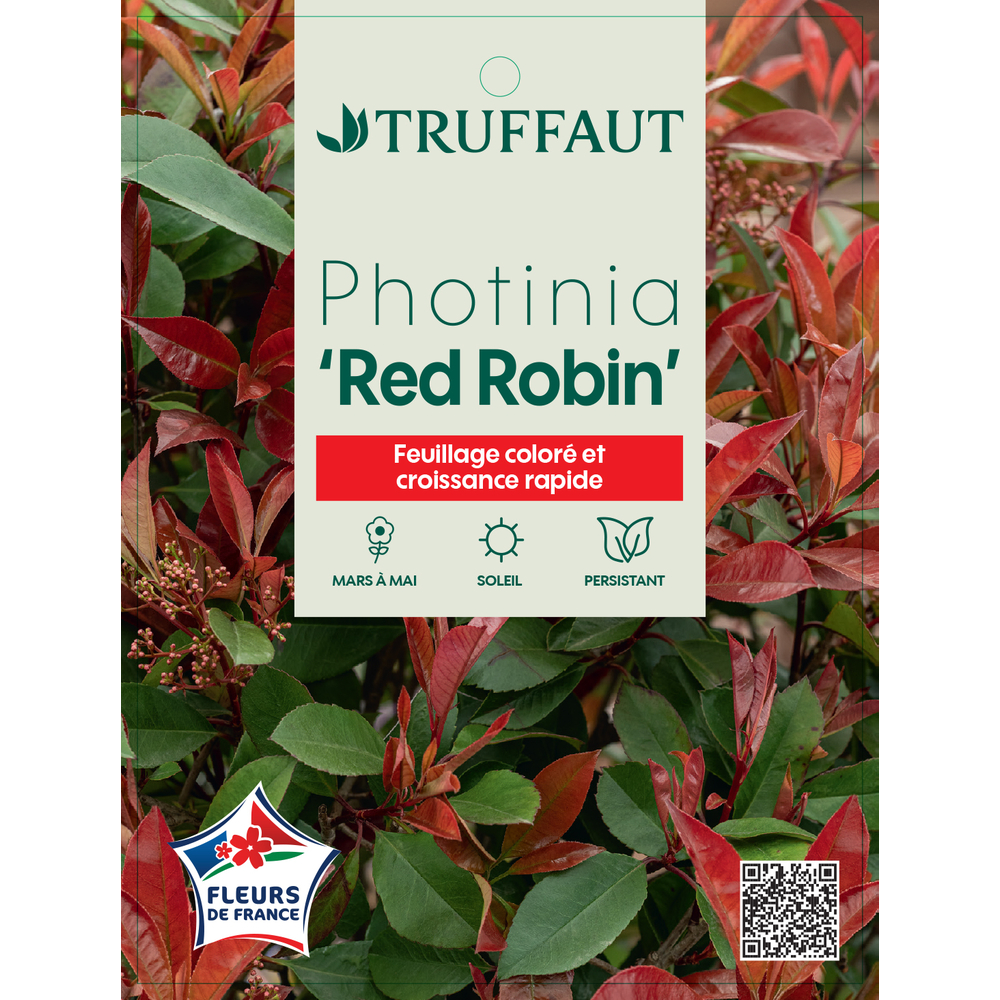 Photinia 'Red Robin' : pot 15L