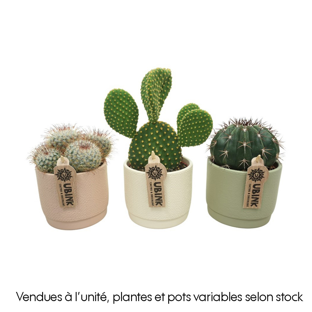 Cactus : pot pastel D.13cm