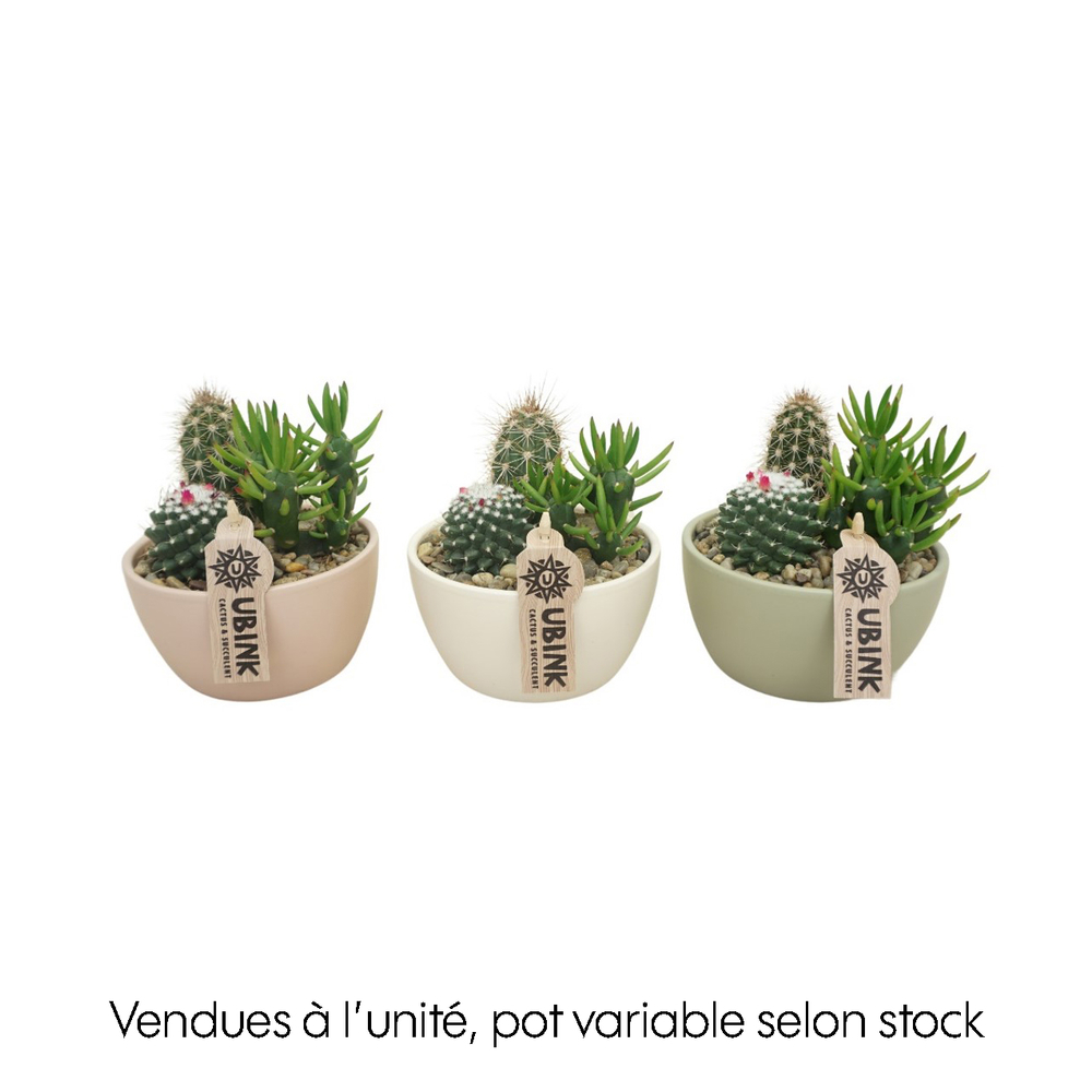 Cactus : pot pastel D.14cm