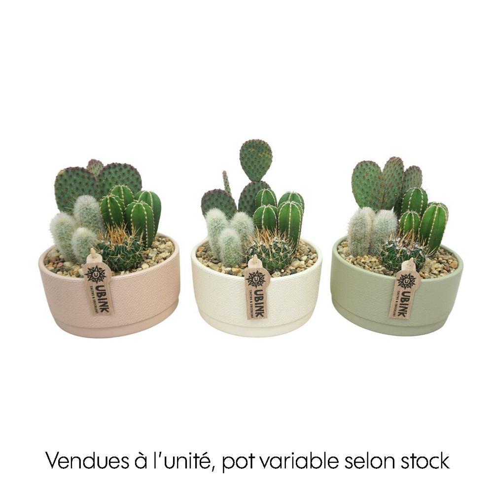 Cactus : pot pastel D.19cm