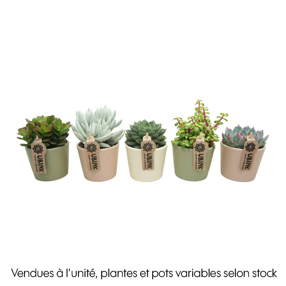 Succulente : pot pastel D.10cm