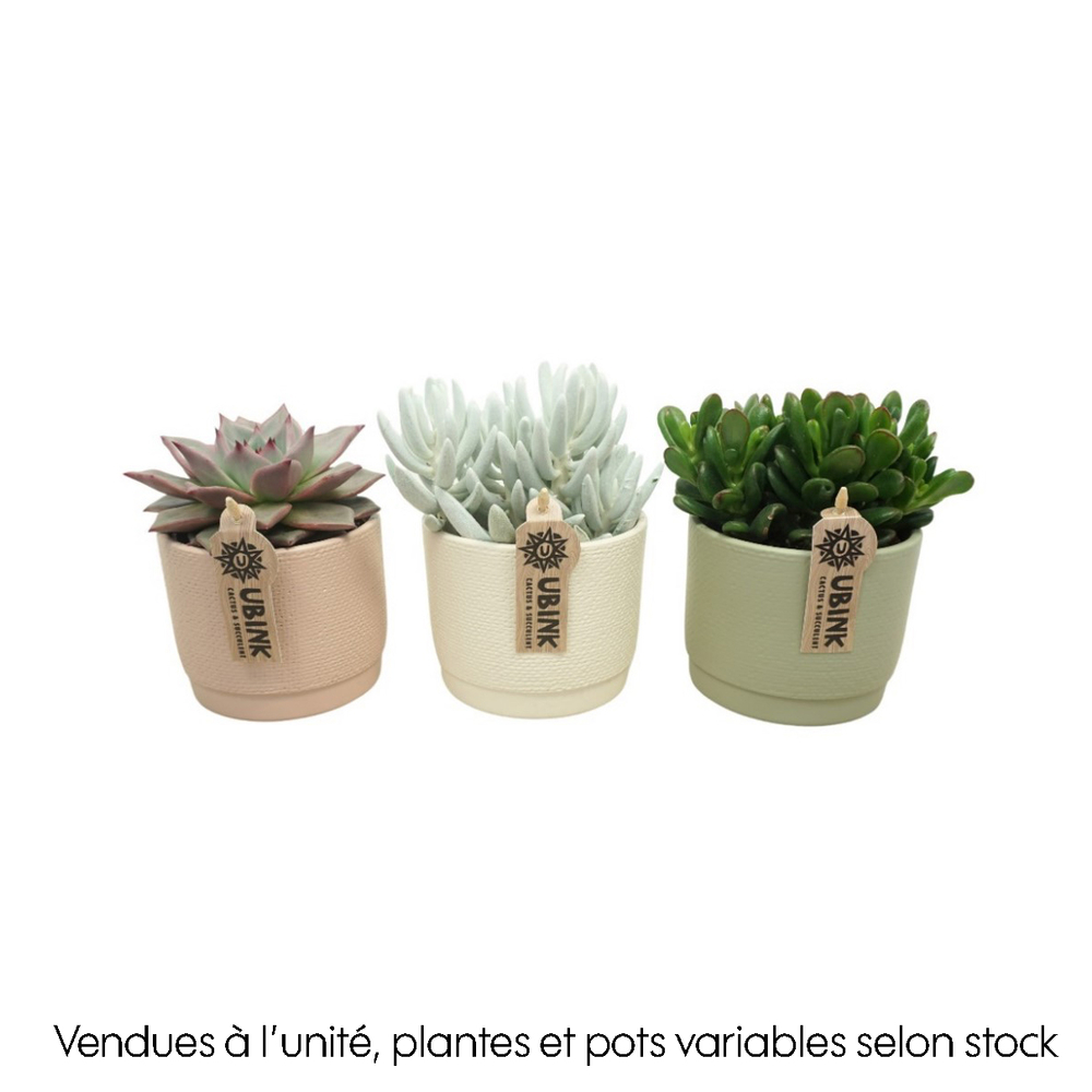 Succulente : pot pastel D.13cm