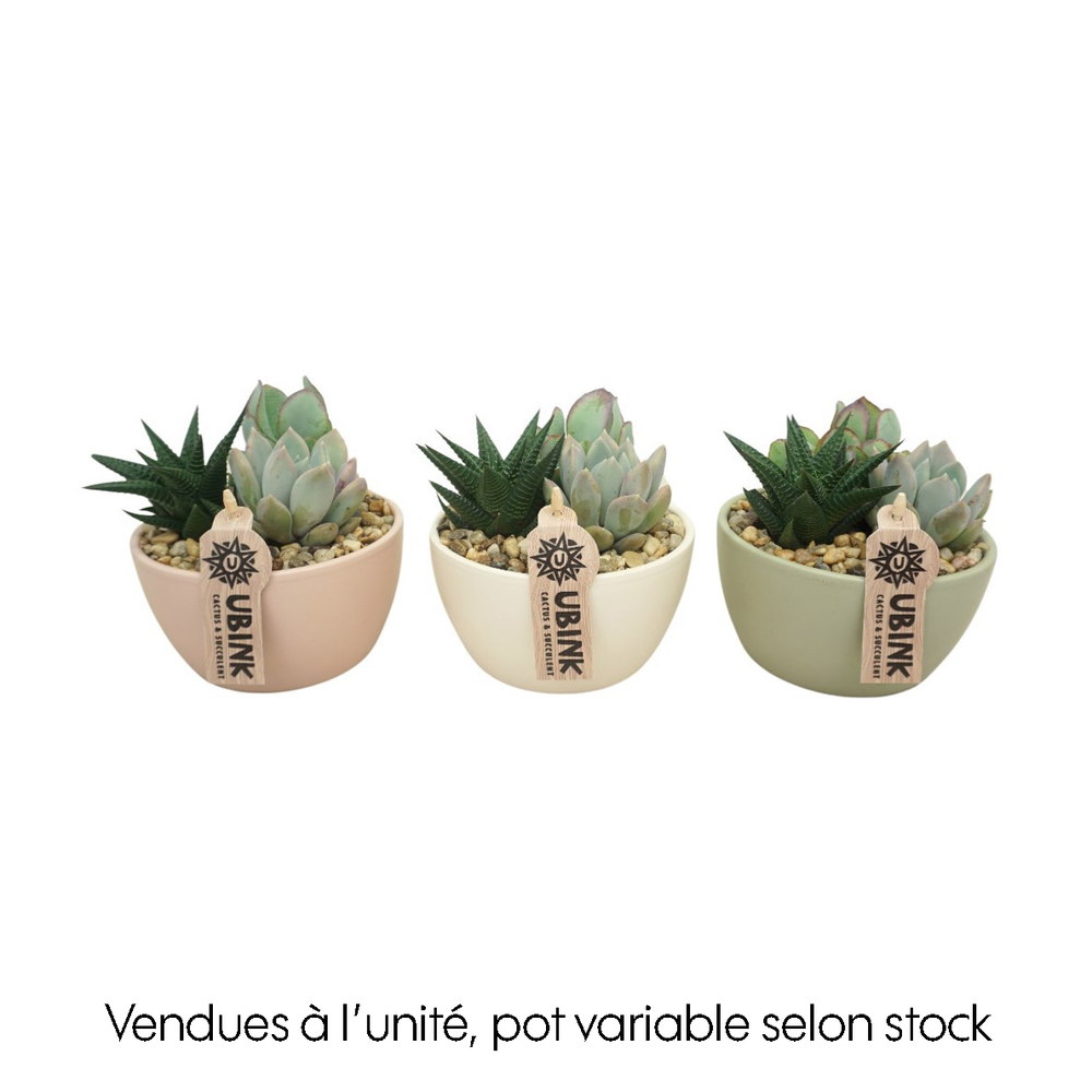 Succulente : pot pastel D.14cm