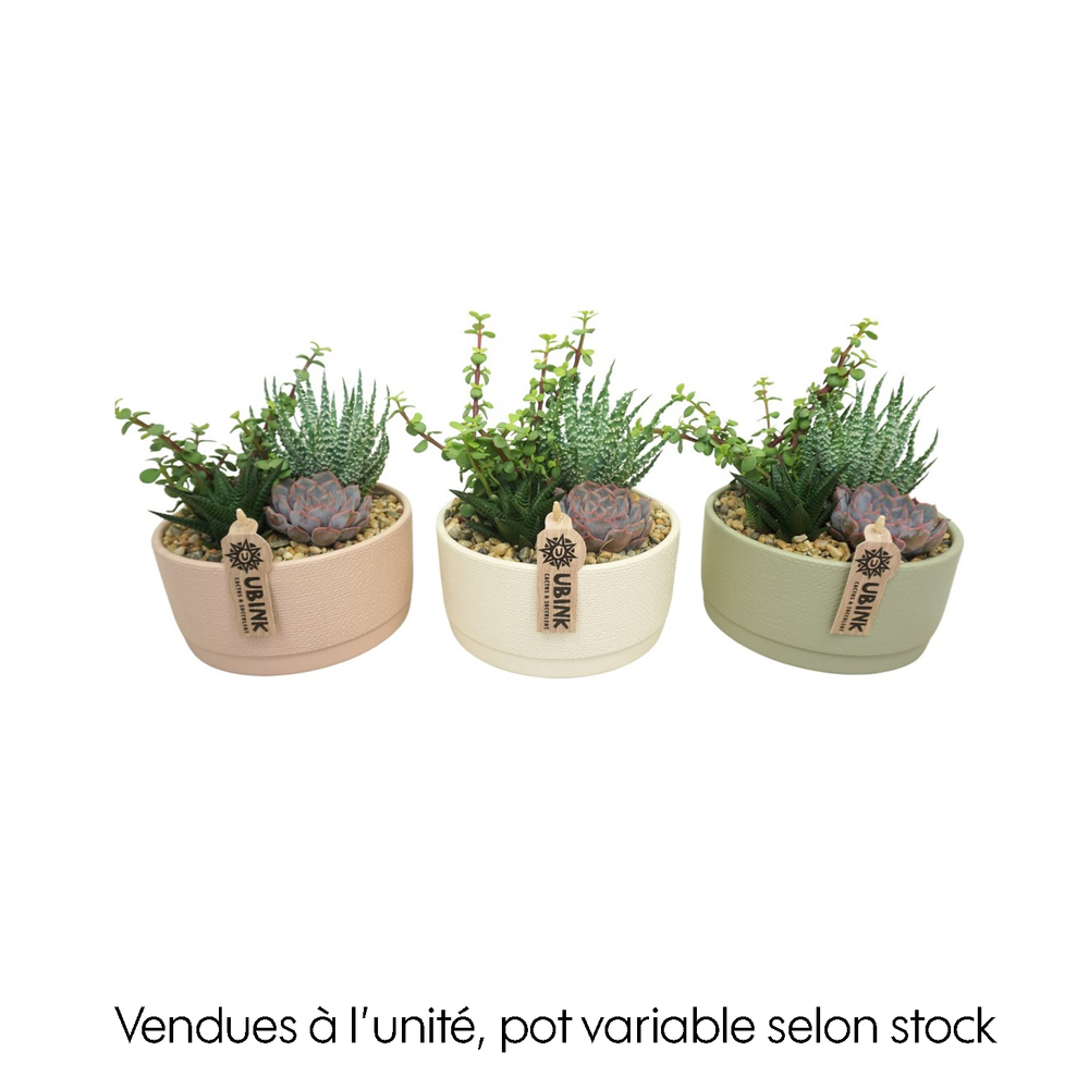 Succulente : pot pastel D.19cm