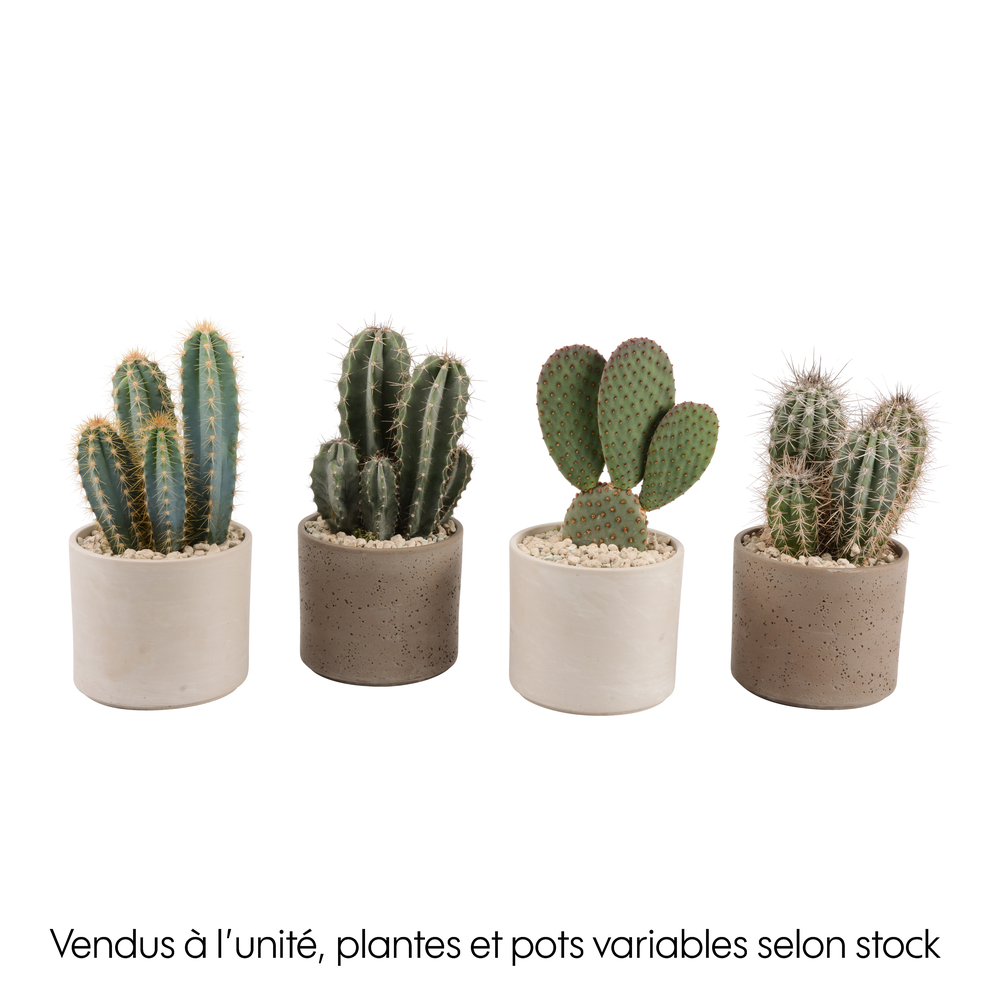 Cactus mix : pot 