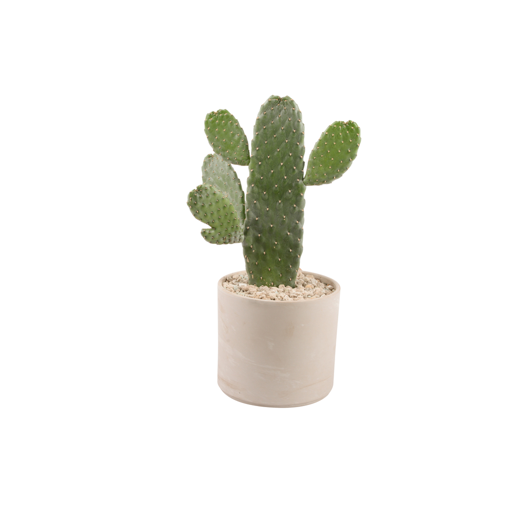 Opuntia 'Consulea': pot D.22cm