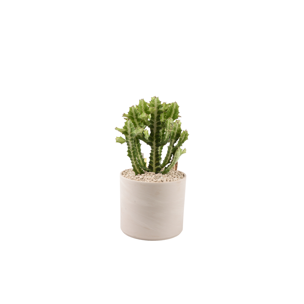 Euphorbia lactea : pot D.22cm